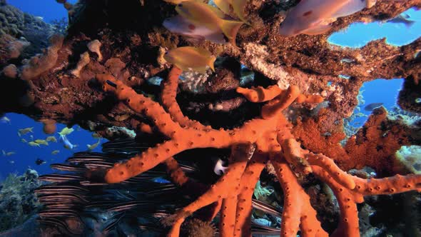 Striped Catfish Schooling and Red Sea Sponge