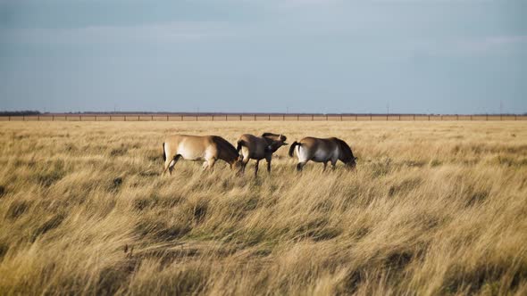 Three Wild Horses Eating Dry Grass in the Prairie