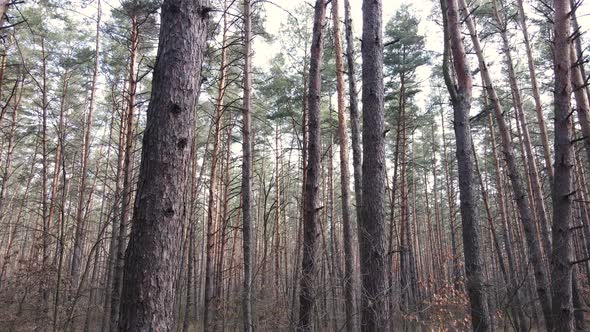 Forest Landscape Aerial View Slow Motion