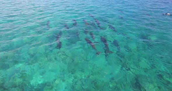 Aerial drone view of a pod of dolphins swimming over a coral reef in the Maldives.