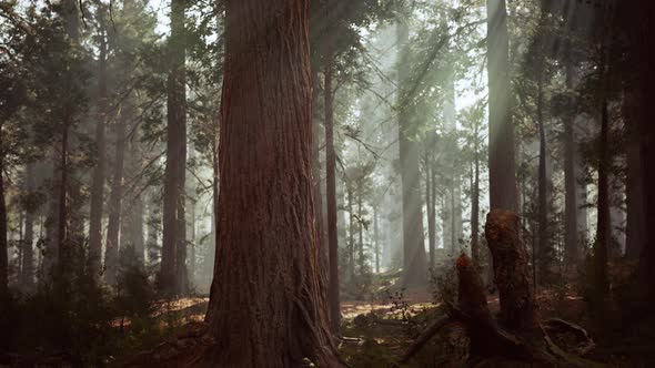 Giant Sequoias in the Giant Forest Grove in the Sequoia National Park