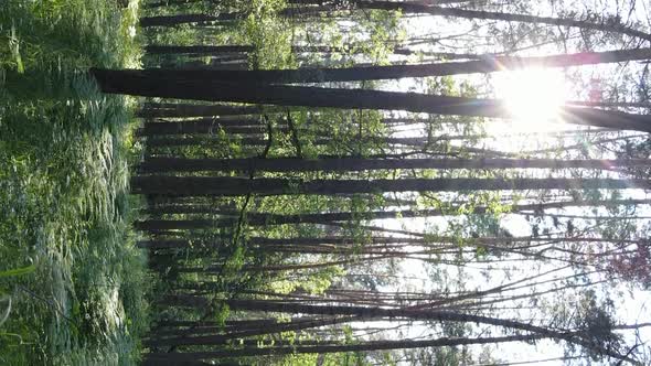 Vertical Video of Forest Landscape in Summer Slow Motion