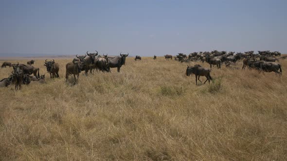 Herd of gnus