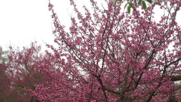 Sakura Cherry Blossom