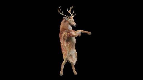 27 Deer Dancing HD