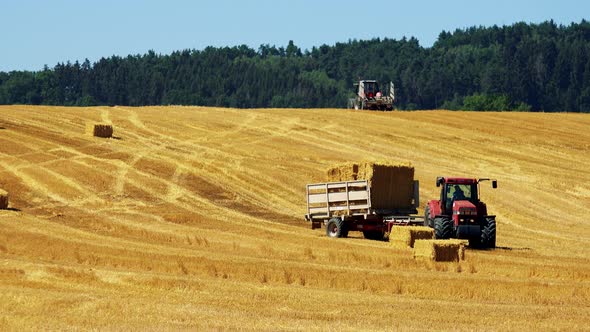 Farmers Harvest Grain From the Field (Farmer Loads Haystacks on the Tractor) - Sunny Day