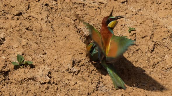 European Beeeater or Merops Apiaster