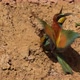 European Beeeater or Merops Apiaster - VideoHive Item for Sale