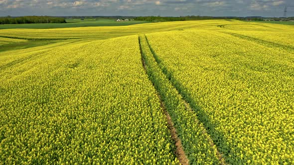 Blooming yellow raps flowers in Poland countryside.