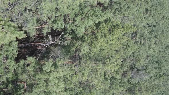 Vertical Video of Green Pine Forest By Day Aerial View