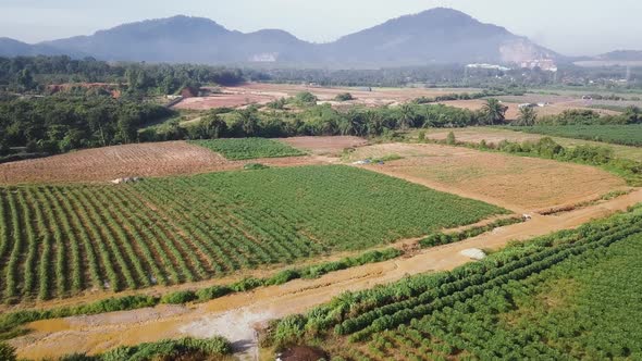 Aerial view fly over potato plantation