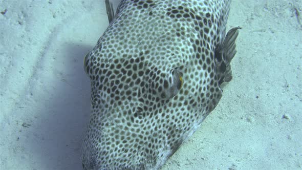 Fish Arothron Stellatus of the Tetraodontidae Family