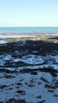 Vertical Video of Low Tide in the Ocean Near the Coast of Zanzibar Tanzania