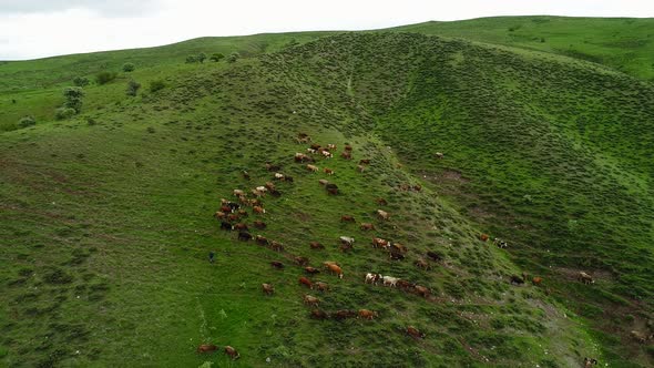 Cows Grazing On Green Pasture