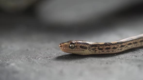 Crawling Snake Hunting Food in Early Spring  Black Rat Snake