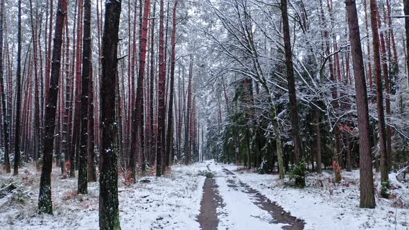 Snowy forest and footpath in winter. Aerial view of Poland