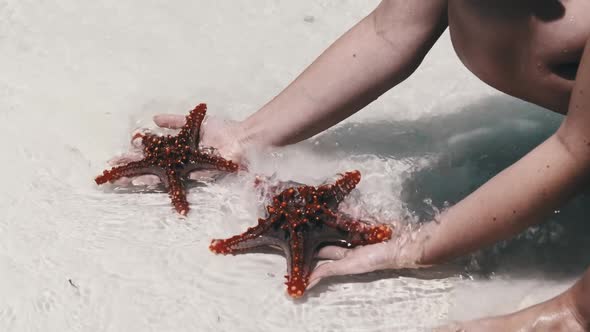 Woman Hands Holds Two Red Starfish Over Transparent Ocean Water on White Beach