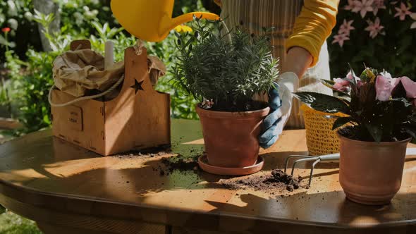 Woman Watering Potted Plants Outdoors