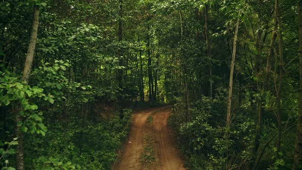 Flight Through Countryside Road Path Walkway Lane Through Green Summer Forest Landscape