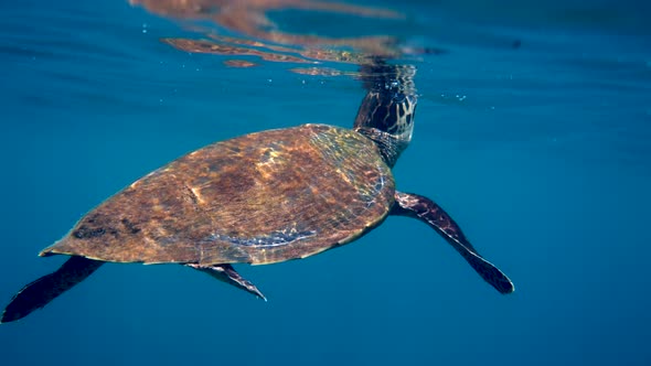 Hawksbill Sea Turtle Swimming in Blue Ocean Ascends to the Surface to Breathe