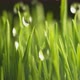 Water dripping onto grass in super slow motion.  Shot on Phantom Flex 4K high speed camera. - VideoHive Item for Sale