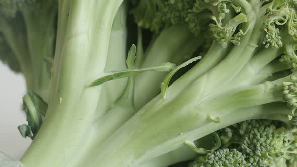 Healthy Brassica oleracea broccoli floret 4K slow tilt video