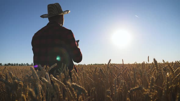 Young Farmer in Hat Working in a Wheat Field at Sunset. Agronomist Plans Harvest Among Ears of Wheat