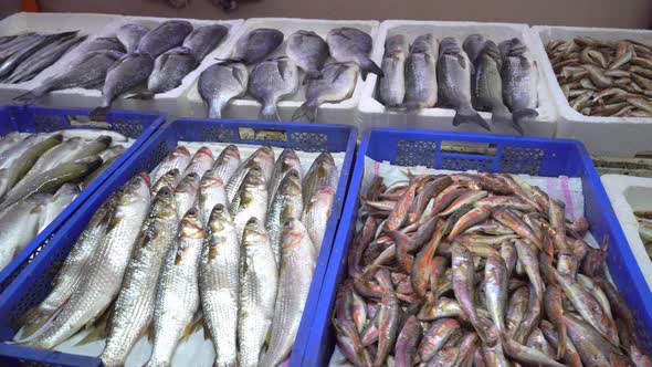 Fresh seafood market in Batumi Georgia. Live fish in ice.