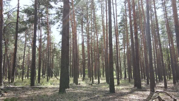 Landscape Inside the Forest with Pine Trees