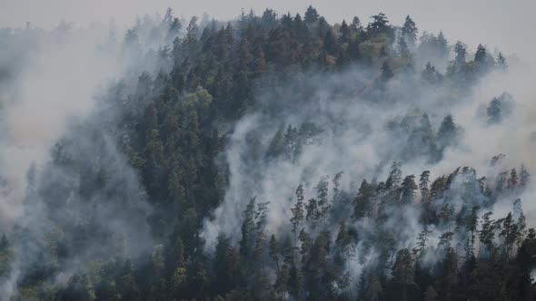 Fire in the forest. Strong fire and mist in the forest