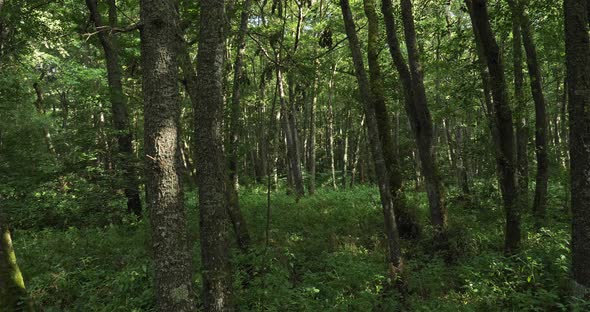 The forest closed to the Chambon lake, Murol, Puy de Dôme, Auvergne, France