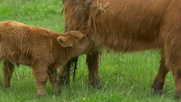 Little calf near a cow