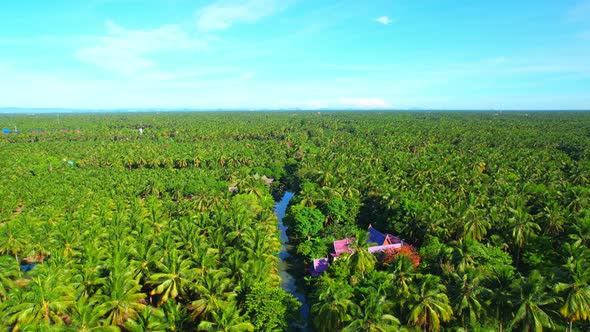 4K Aerial Wide view of Beautiful green coconut tree fields