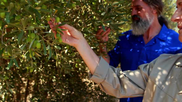 Couple examining olives on plant 4k