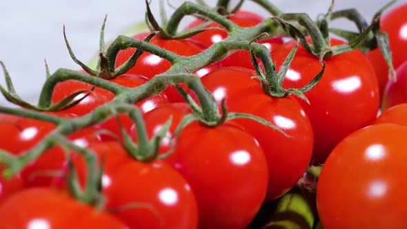 Fresh Tomato Harvest Authentic Organic Farming