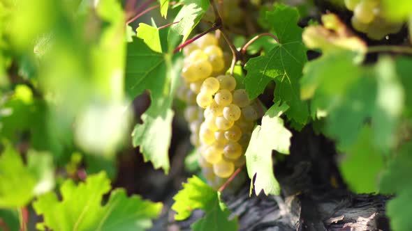 Ripe Grape Bunch Among Grapevine Leaves at Vineyard in Warm Sunset Sunlight