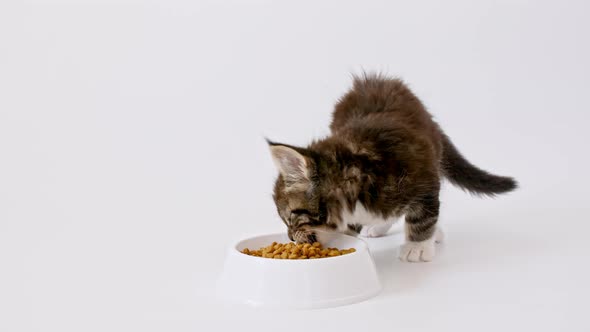 Grey Striped Kittens Eating Fresh Dry Cat Food for Small Kittens