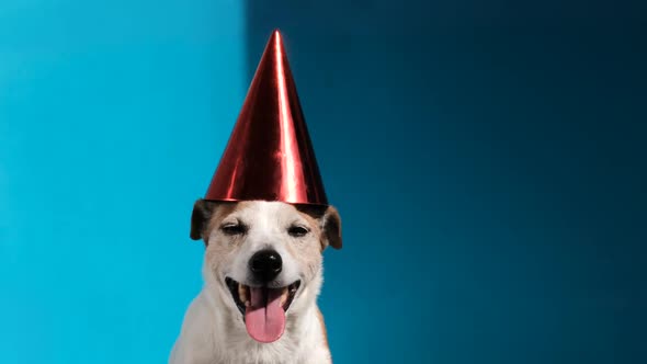 Jack Russell Terrier with Green Party Cone on Blue Background