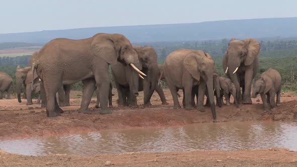 Herd of African Elephants 