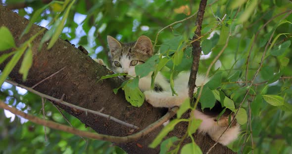 Stray Kitten on a Tree Branch