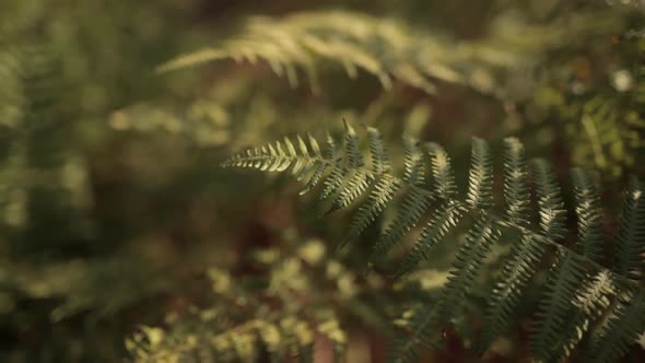 Fern leaves in woods on sunny day