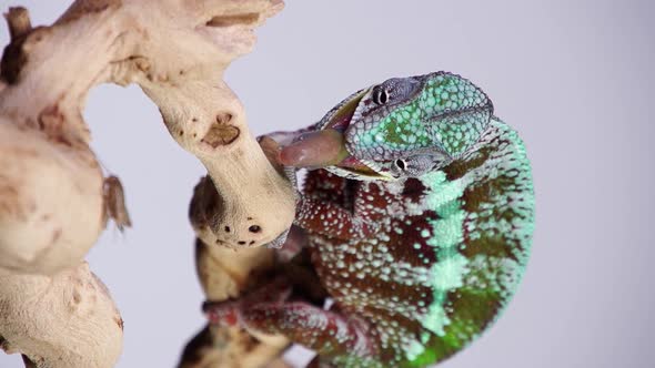 Chameleon Catching and Eating Slow Motion