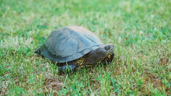 Land Turtle in the Grass