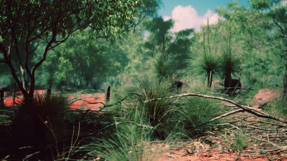 Red Sand Bush with Trees