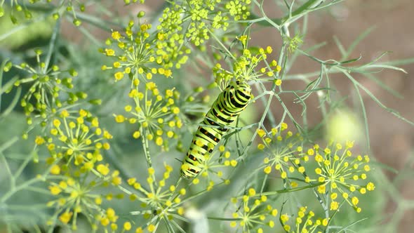 Caterpillar eating dill flowers in the garden, Black Swallowtail Papilio polyxenes larvae