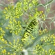 Caterpillar eating dill flowers in the garden, Black Swallowtail Papilio polyxenes larvae - VideoHive Item for Sale