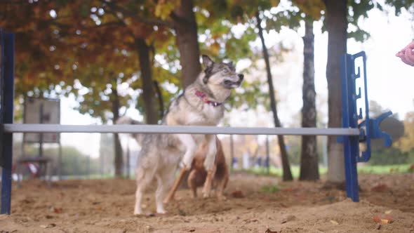 Dog Training. West Siberian Laika and Mixed Chart Jumping Over the Agility Hurdle. Slow Motion