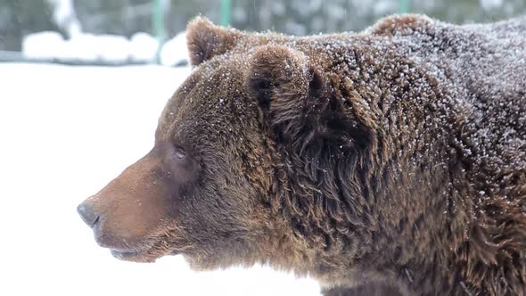 Artistic processing; close up of a brown bear; painting