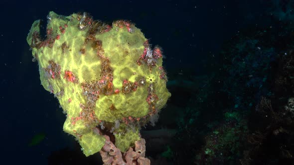 Giant yellow Frogfish sitting on sponge.