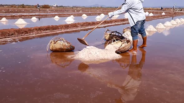 Salt field workers in Kampot Cambodia harvesting salt by hand, shows the local livelihood and cultur